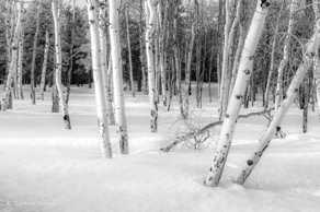 Aspens in the snow-9615.jpg